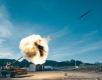 5 in/54 naval gun ammunition 5 in/54 Calibre Projectile, Common 5 in/54 High Explosive/Controlled Variable Time HE-CVT