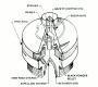 M65 and M65A1 time fuzes